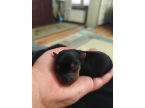 Safkan a kalite 0 numara minyatür pinscher