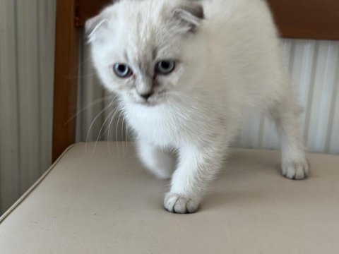 Ankarada ziyarete açık scottish fold yavrumuz