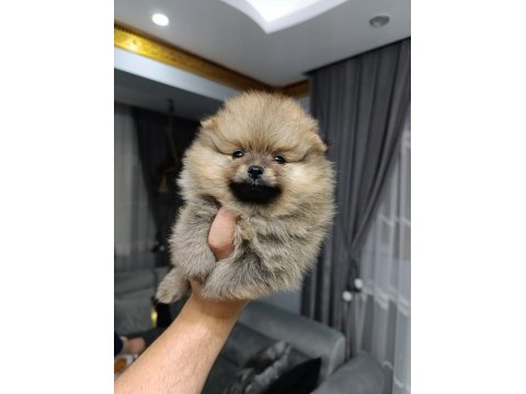 Orjinal ayı surat pomeranian boo bebekler