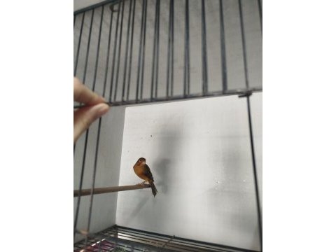 Çok hazır kırmızı agat