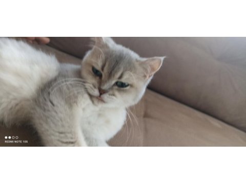 British shorthair yetişkin dişi