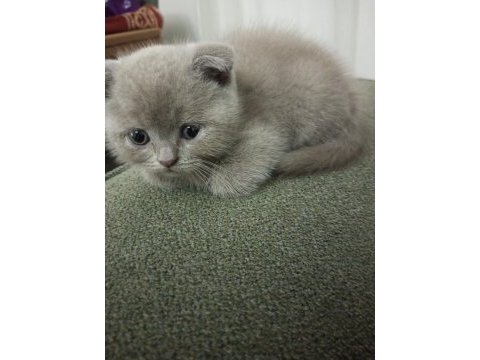 2.5 aylık erkek scottish fold yavru