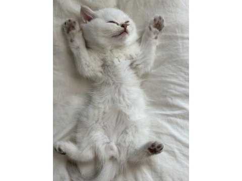 Oyuncu british shorthair