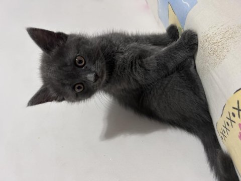Yuvaya gitmeye hazır dişi british shorthair