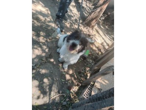 1 yaşında dişi terrier melezi