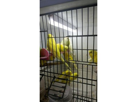 Albino muhabbet kuşları yavru ve yetişkinler