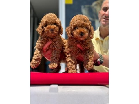 Safkan toy poodle yavrularımız