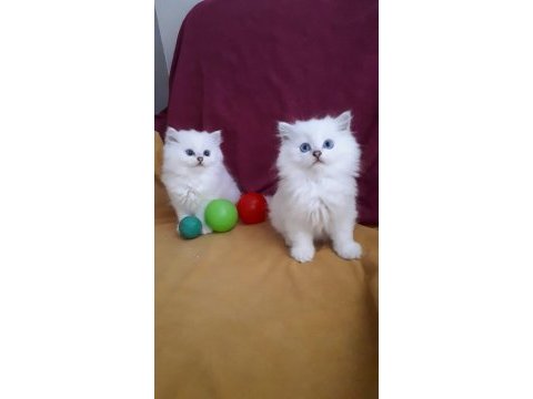 Şecereli anne baba dan british longhair bebekler