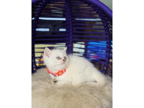 British shorthair blue point