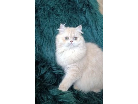 Şecereli safkan dişi british longhair