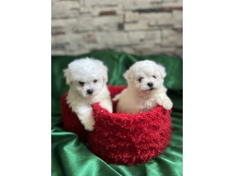 Bichon frise nadir orjinal güzellikleri var