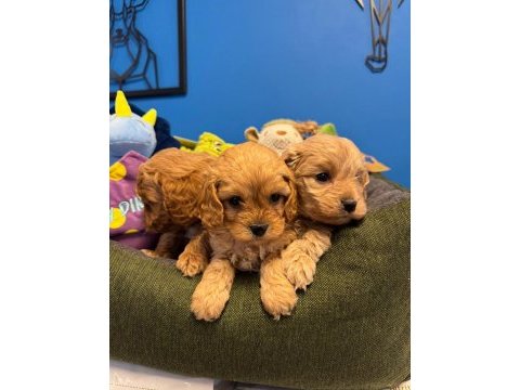 Baby face red maltipoo yavrularımız