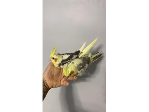Çok güzel bebek sultan papağanlar
