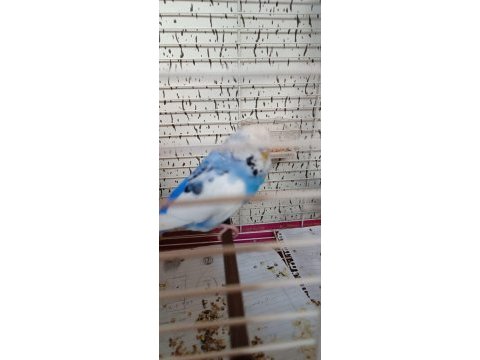 Jumbo muhabbet kuşu takım