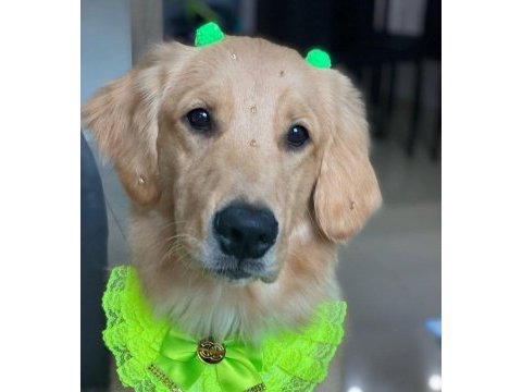 Arkadaş canlısı golden retriever yavrular