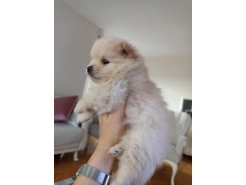 Yavru pomeranian