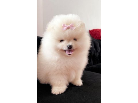 Pomeranian boo baby face