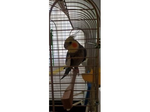 Sultan papağanı erkek 2 yaşında konuşuyor