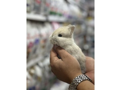 Cüce özel renkler icin arayın