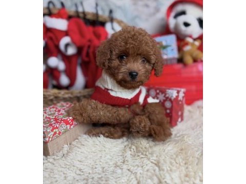 Safkan ırk garantili toy poodle yavrularımız