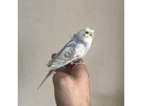 Bebek muhabbet kuşu yeni yeme düşmüş