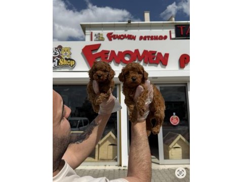 Wc eğitimli orjinal maltipoo yavrular ankara mağaza