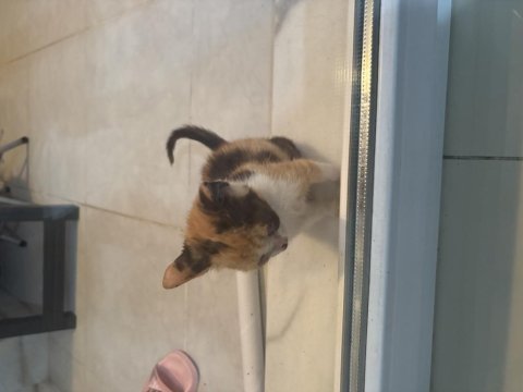 Neşeli pati kedimiz