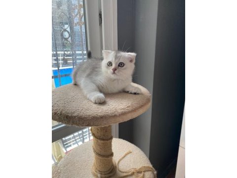 3 aylık silver scottish fold oğluşum
