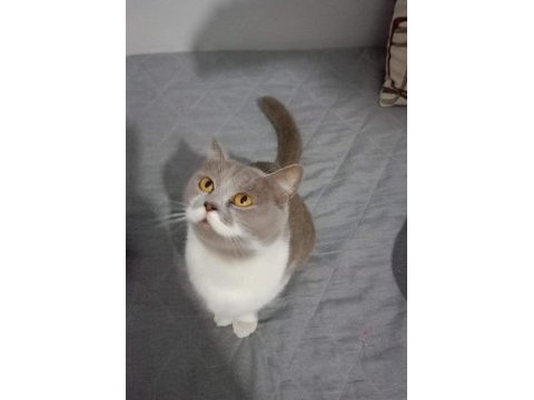 Minik british shorthair betamız yeni yuvasını arıyor