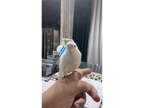 Konuşan ele kola gelen dişi muhabbet kuşu