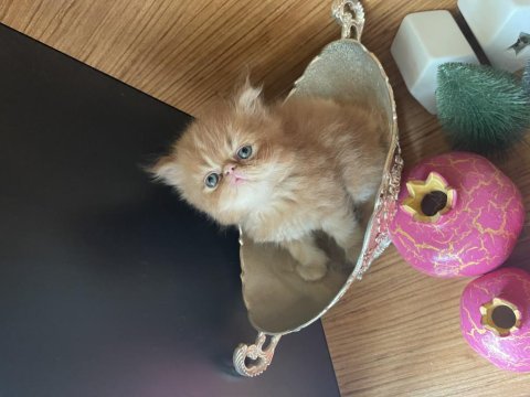 Havuç iran kedisi bebekler