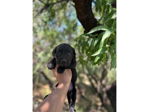 Güçlü ve dünyalar güzeli cane corso yavrular