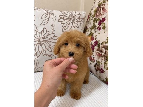 Red maltipoo dişi yavrum