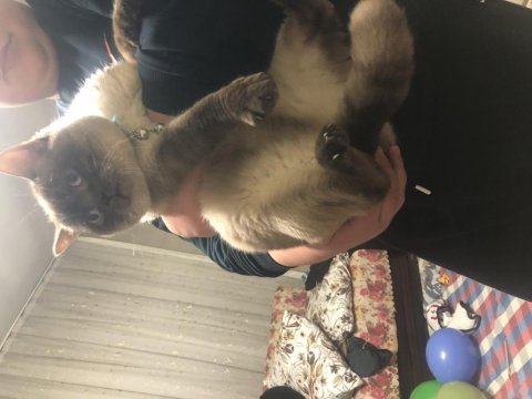 Ares erkek british shorthair sahiplendirilecektir