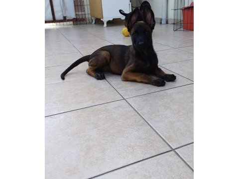 Üst düzey fcı kıf secereli malinois yavrularım