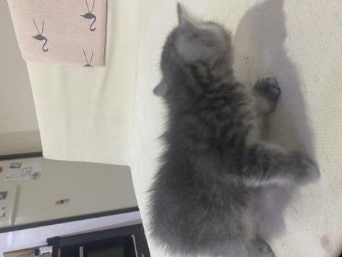British shorthair kedimiz