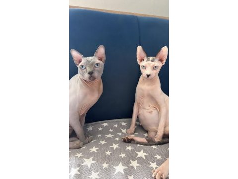 Son 2 pembe gri acil sfenks