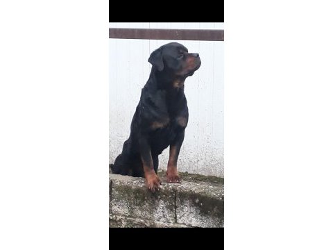Alan koruması üst seviyede rottweiler
