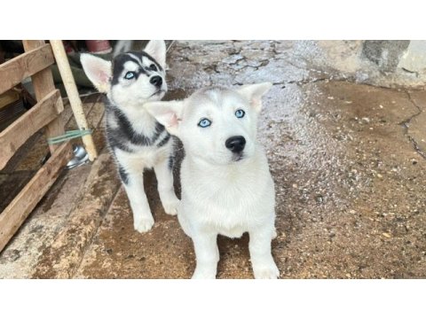 Husky köpekler