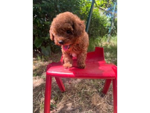 Kore orjinal toy poodle iki dişi iki erkek