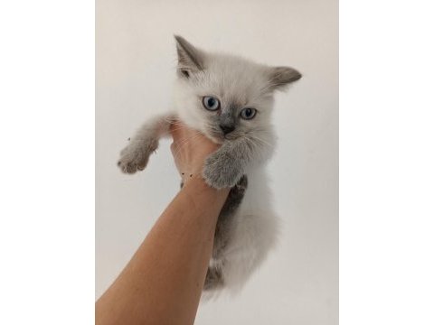 British shorthair bluepoint