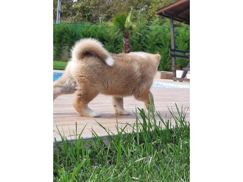Japon akita ınu yavrulari istanbul 