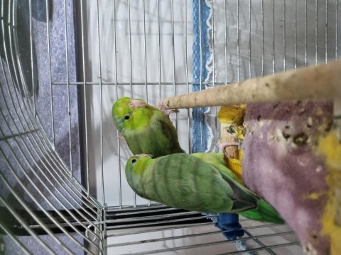 Çift forpus papağanlarım