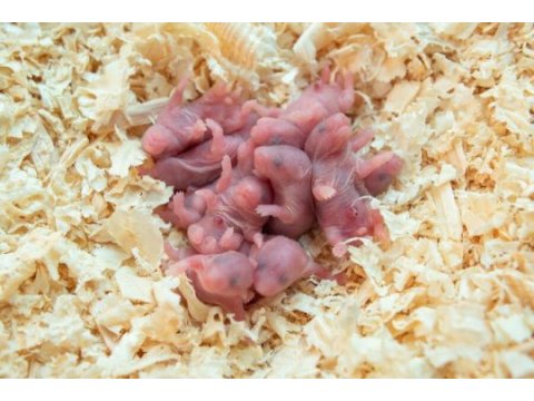Yeni sütten kesilmiş hamster yavrular