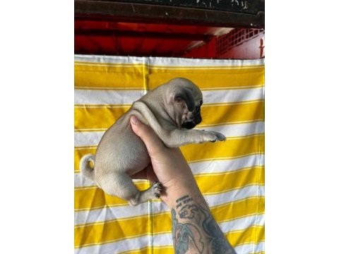 A kalite ırk garantili pug bebekler