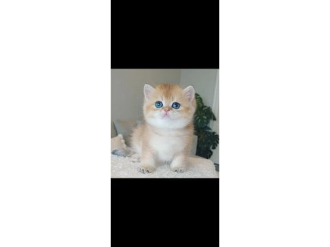 Bebeksi golden british shorthair