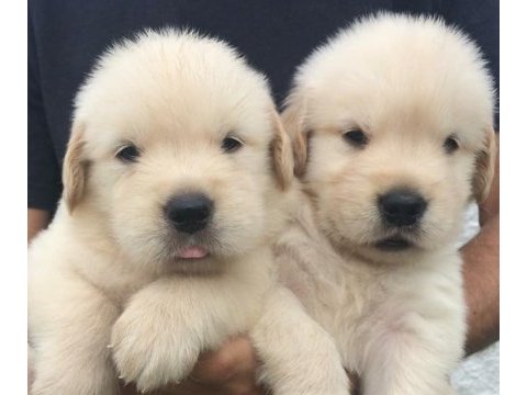 Akıl küpü golden retriever yavruları
