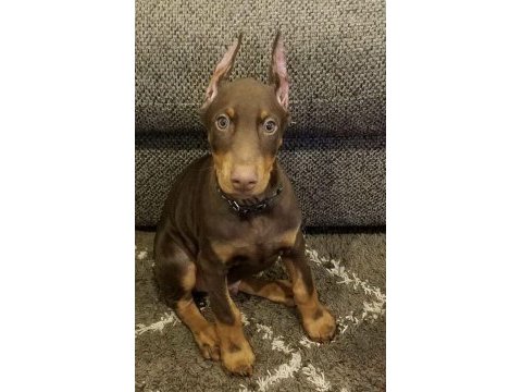 Scrli kızıl ve siyah aşılı orjinal estetikli dobermanlar