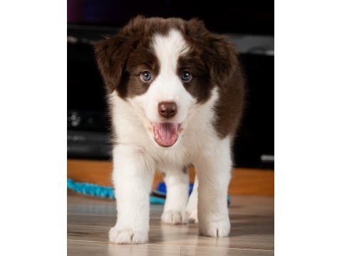 Çok iyi border collie yavruları istanbul