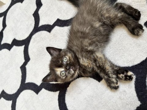 Ücretsiz sahiplendirme british shorthair